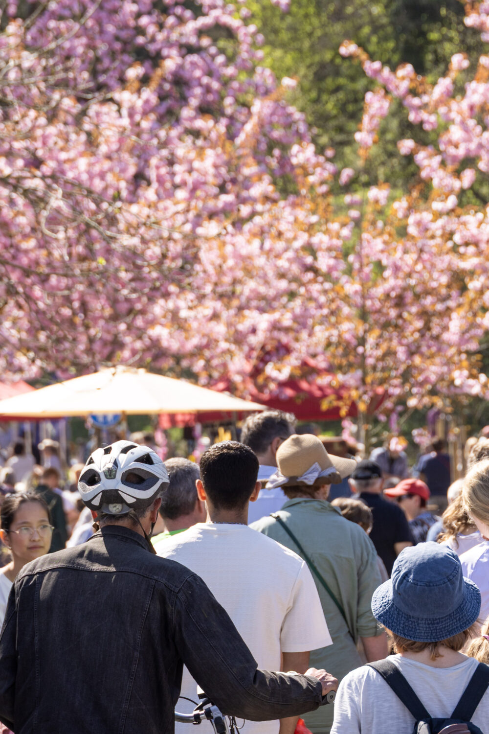 Viele Menschen vor nund unter blühenden Kirschblütenbäumen.