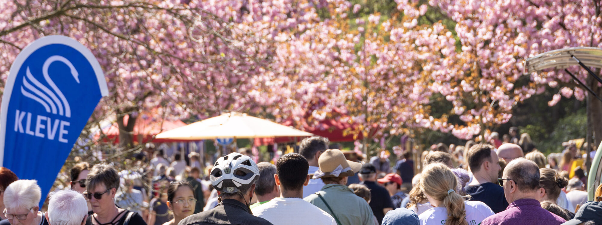 Viele Menschen vor nund unter blühenden Kirschblütenbäumen.