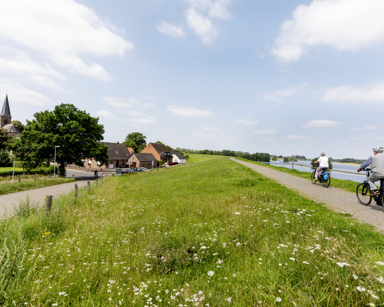 Radfahrer auf dem Deich, rechts der Rhein, links das Dörfchen Düffelward mit Kirchturm