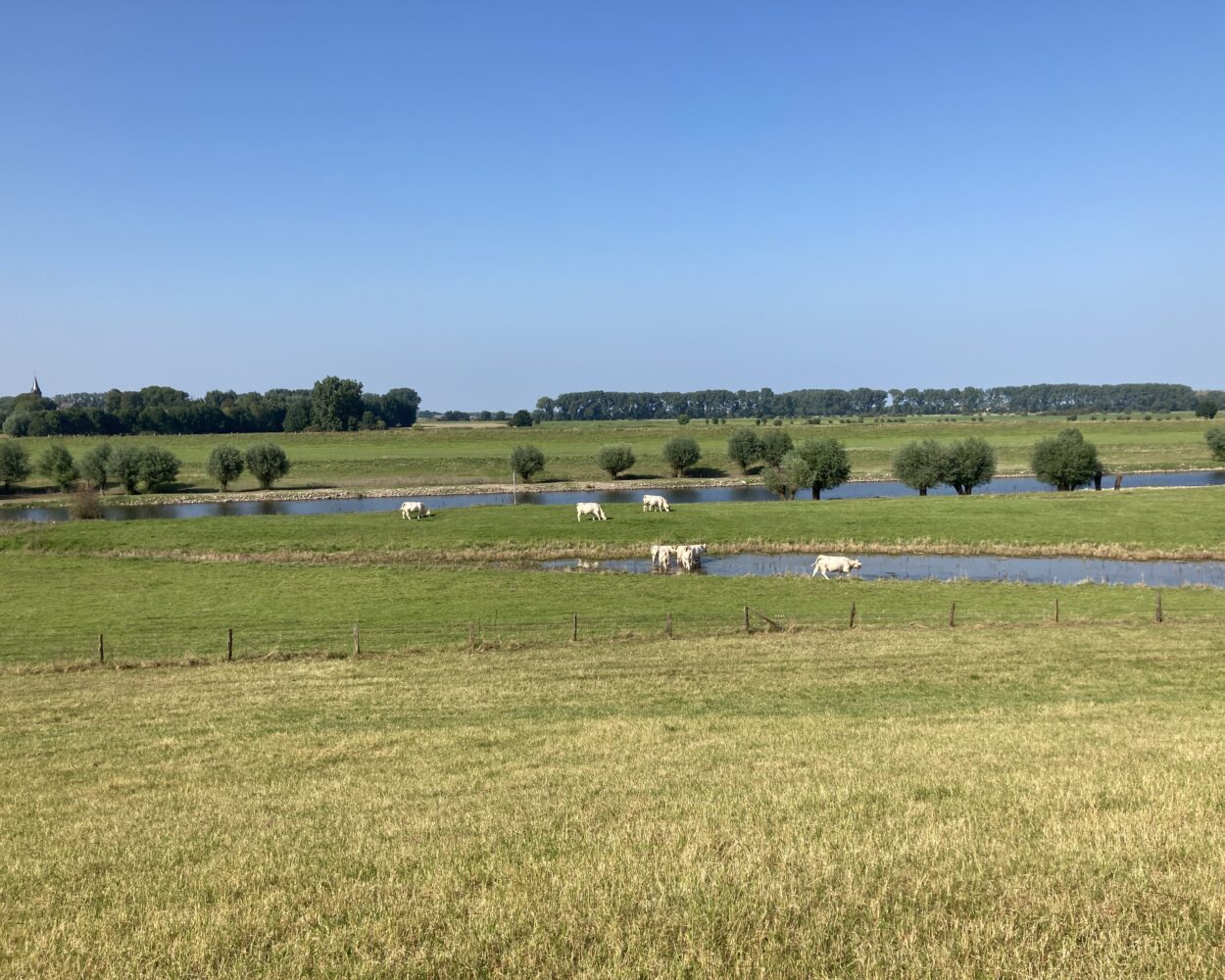 Grüne Wiesen mit drei weißen Kühen, dem Flusslauf des Athreins und Baumreihen unter klarem blauem Himmel bei Düffelward.