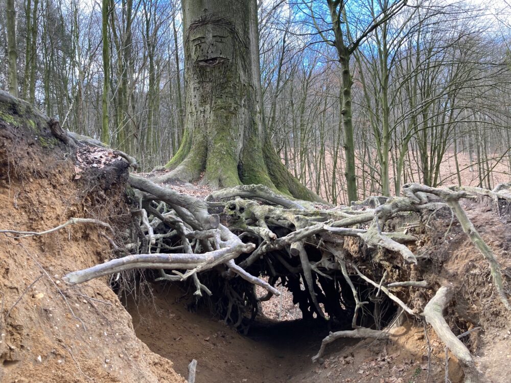 Ein großer Baum steht über einer Höhle, die von verwurzeltem Holz umgeben ist. Der Boden ist sandig und uneben.