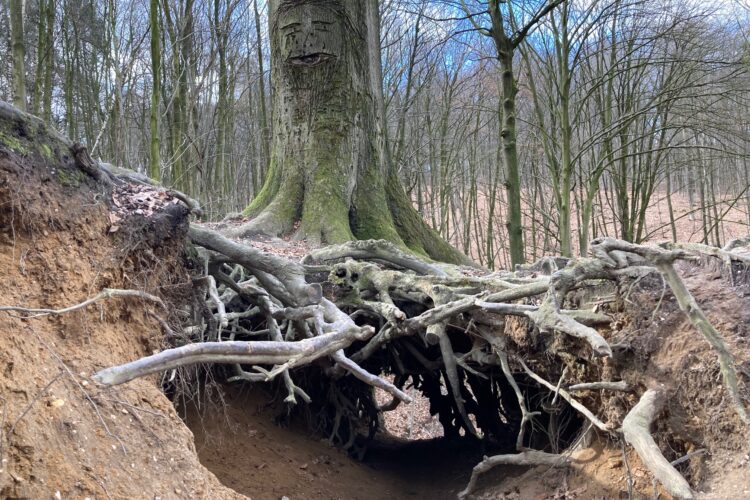Ein großer Baum steht über einer Höhle, die von verwurzeltem Holz umgeben ist. Der Boden ist sandig und uneben.