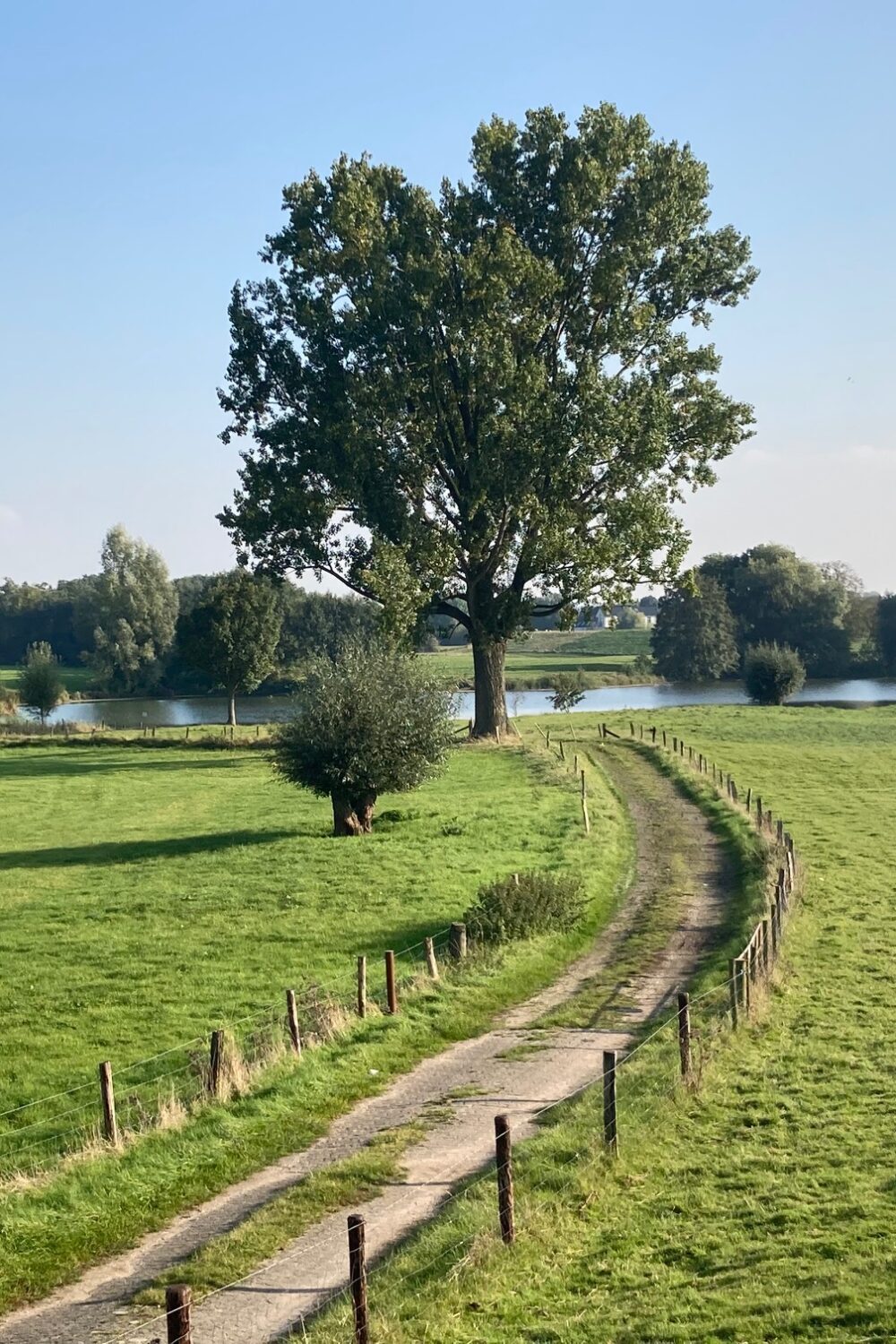 Wiese mit Weg zum Teich Breijpott mit Bäumen