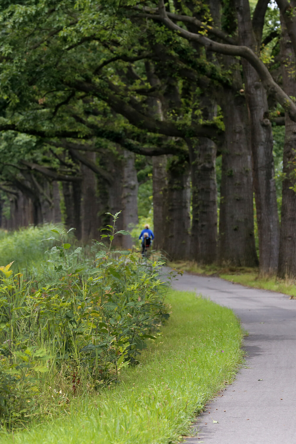 Zwei Radfahrerinnen auf einem Radweg entlang eines Kanals, umgeben von hohen Bäumen. Links ist der Kanal sichtbar, rechts wächst Gras und Gestrüpp