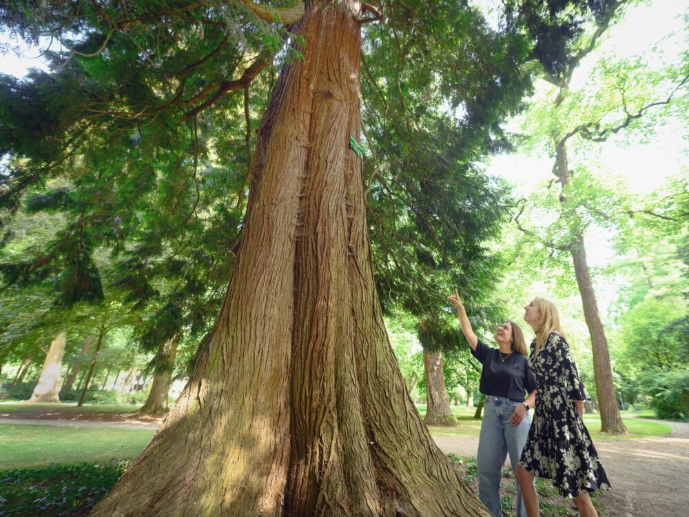 Zwei Personen stehen vor einem großen Baum im Forstgarten der Gartenanlagen. Eine Person zeigt auf den Baum, während die andere daneben steht. Der Baum hat eine dicke, rissige Rinde und ist von grünen Blättern umgeben.