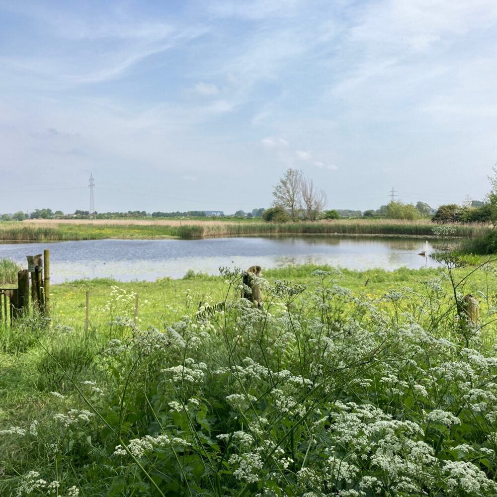 Grüne Wiese mit weißen Blüten im Vordergrund, dahinter ein See mit Schilf und Bäumen unter bewölktem Himmel.