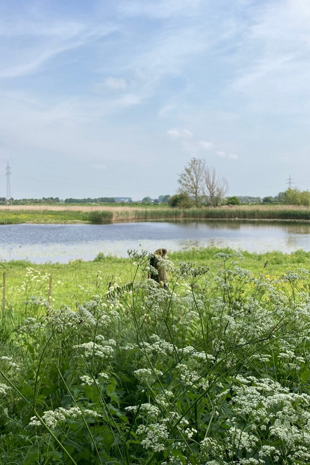 Grüne Wiese mit weißen Blüten im Vordergrund, dahinter ein See mit Schilf und Bäumen unter bewölktem Himmel.