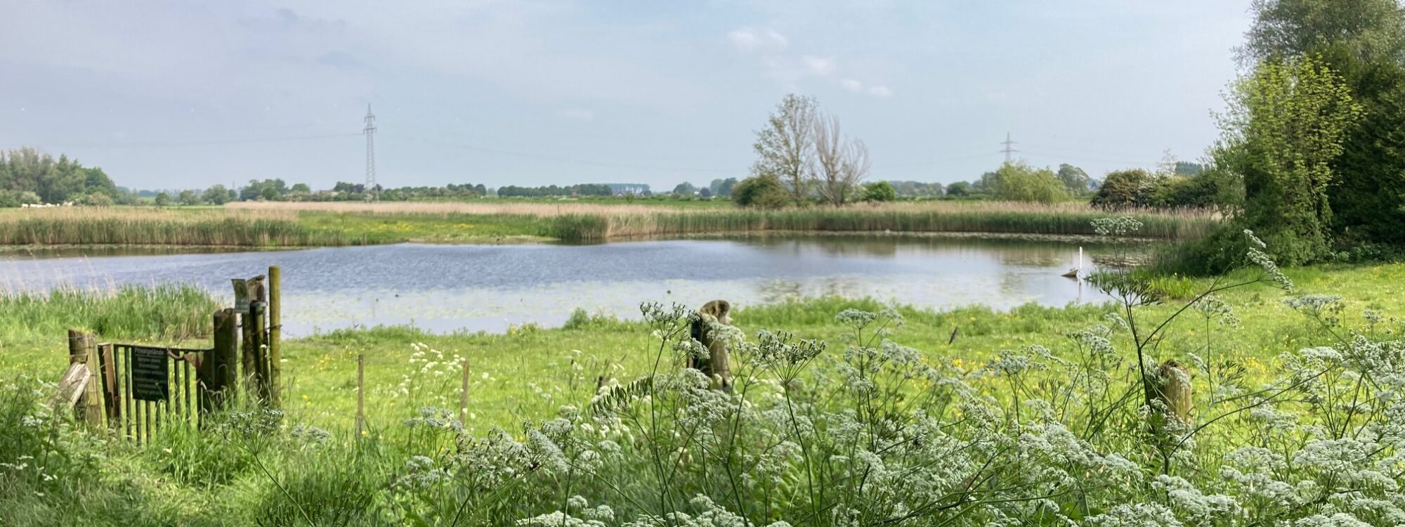 Grüne Wiese mit weißen Blüten im Vordergrund, dahinter ein See mit Schilf und Bäumen unter bewölktem Himmel.