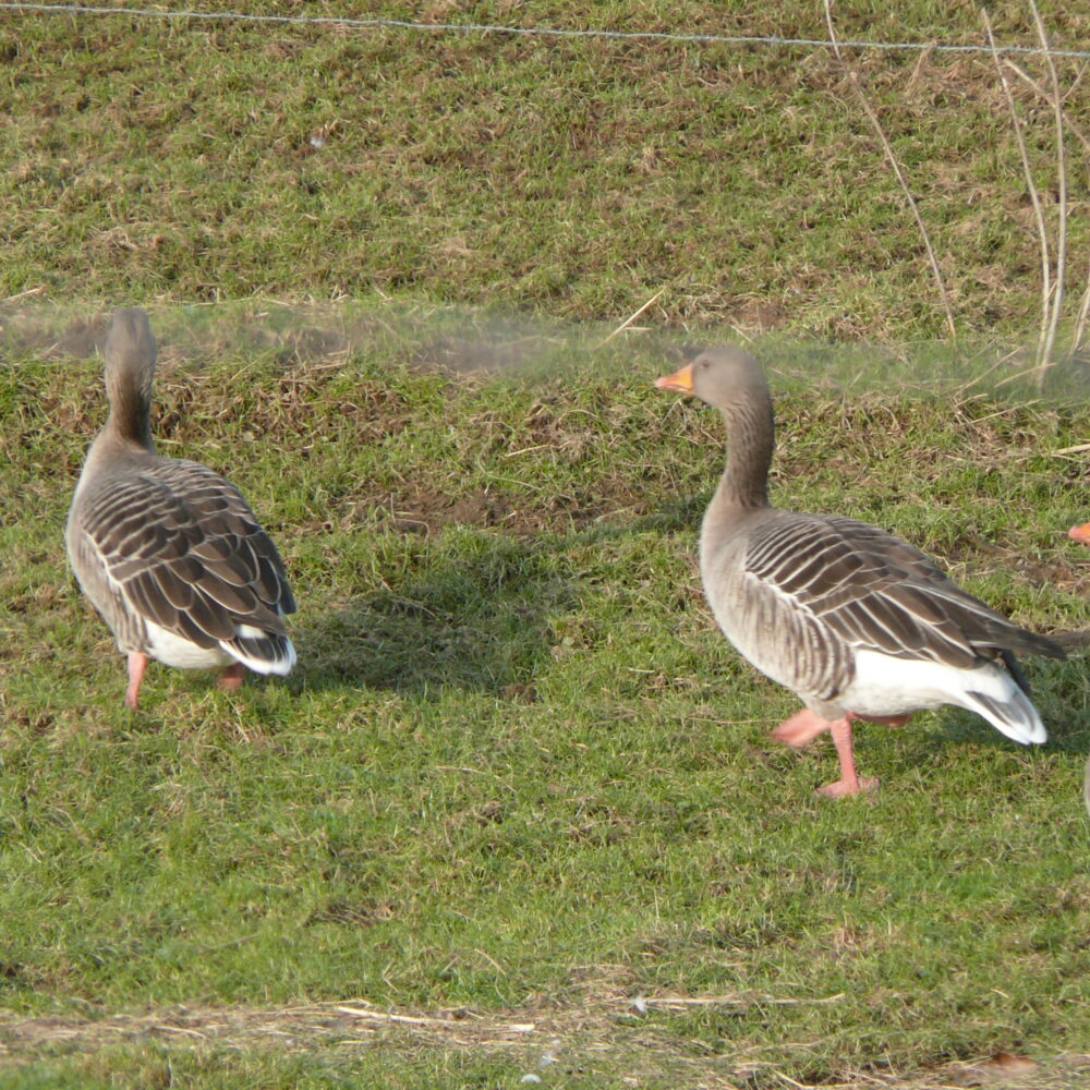 Drei graue Wildänse mit orangefarbenen Schnäbeln und rosa Beinen laufen auf grünem Gras.