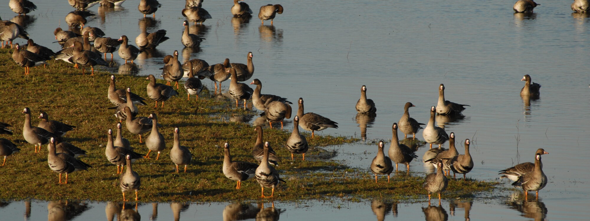 Viele Gänse stehen und schwimmen auf einem flachen Gewässer mit Grasinseln, ihre Spiegelbilder sind im Wasser sichtbar.