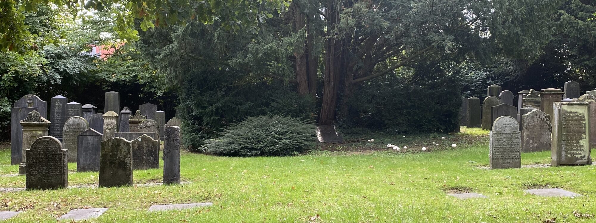 Ein jüdischer Friedhof mit mehreren Grabsteinen, die in verschiedenen Formen und Größen angeordnet sind. Im Vordergrund ein gepflasterter Stern aus Steinen, umgeben von Gras und Bäumen.
