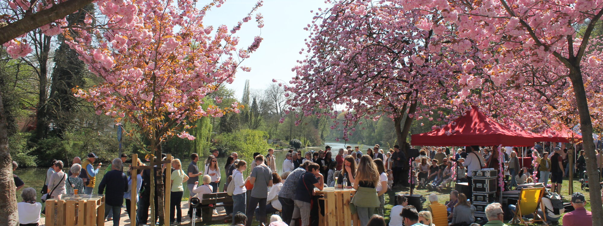 Menschen sitzen und stehen unter blühenden Kirschbäumen bei einem Frühlingsfest im Park, einige Tische und ein rotes Zelt sind sichtbar.