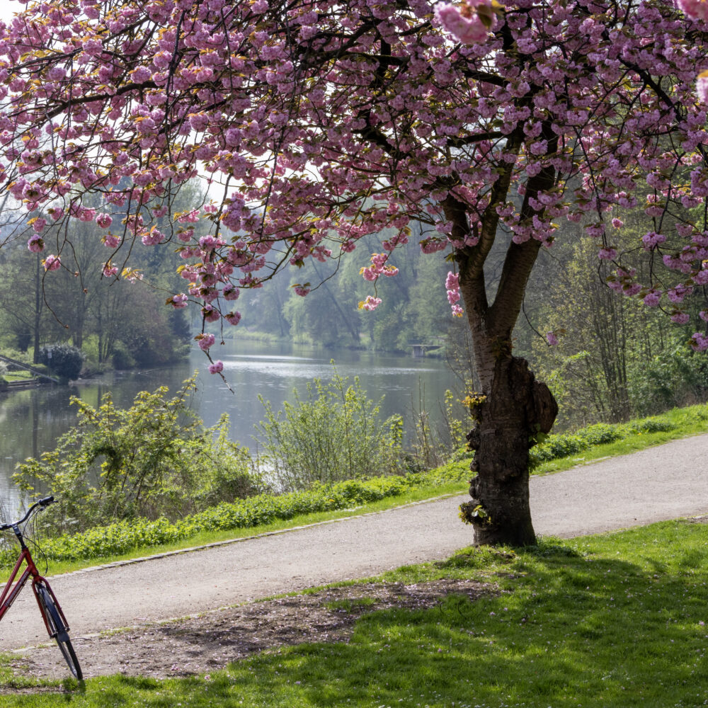 Blühender Kirschbaum mit rosa Blüten neben einem Weg am Kermisdahl, Fahrrad lehnt am Baum, zwei Personen gehen auf dem Weg