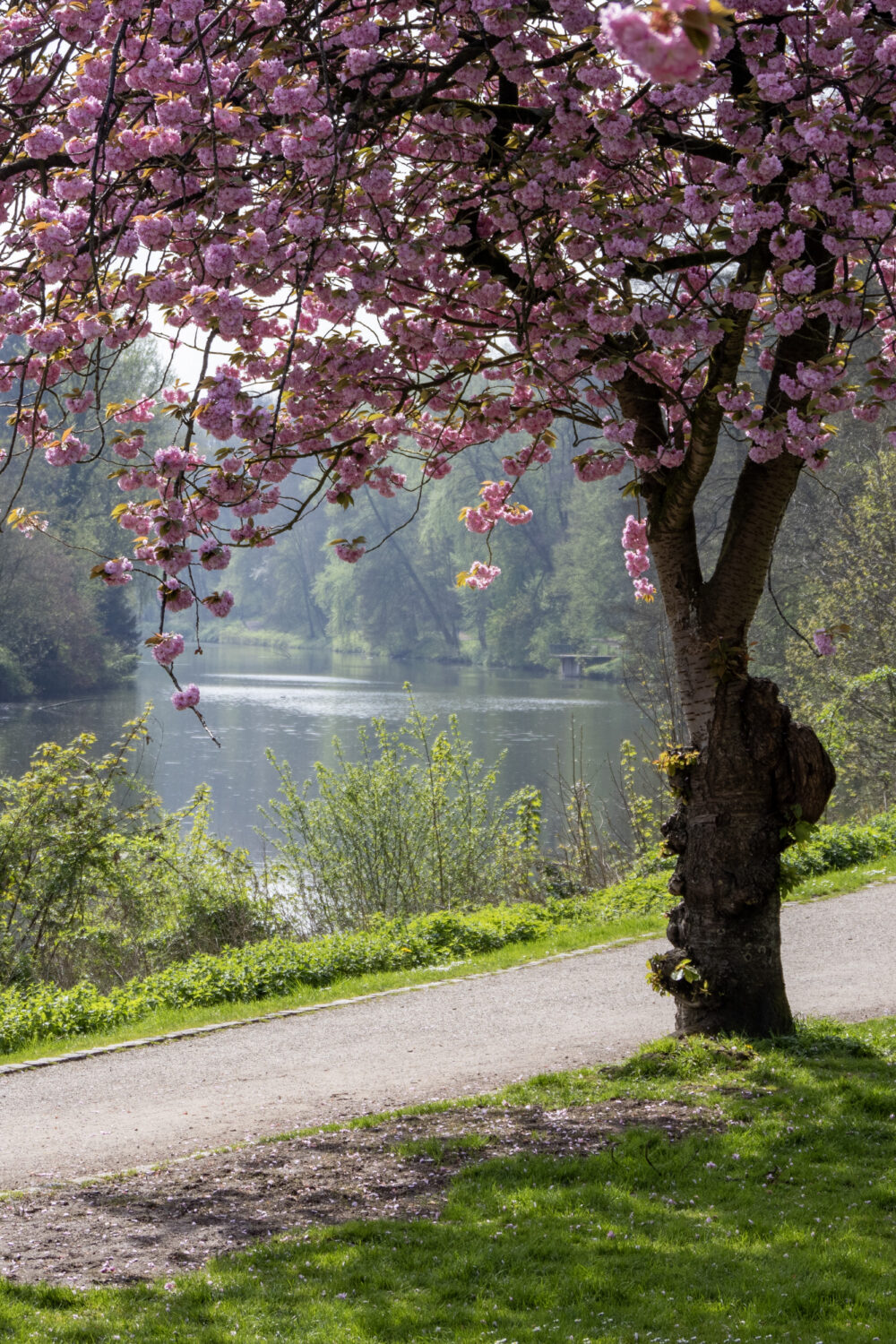 Blühender Kirschbaum mit rosa Blüten neben einem Weg am Kermisdahl, Fahrrad lehnt am Baum, zwei Personen gehen auf dem Weg