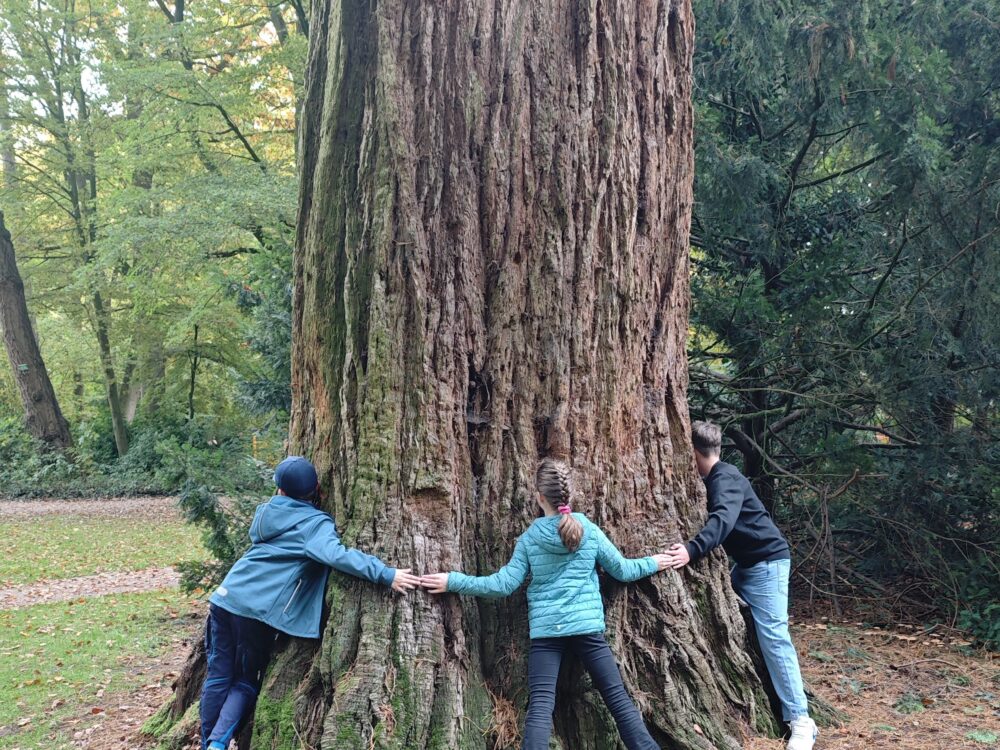Drei Kinder umarmen einen großen Baumstamm im Forstgarten. Zwei Kinder stehen links, eines rechts. Der Baum hat eine raue, braune Rinde.