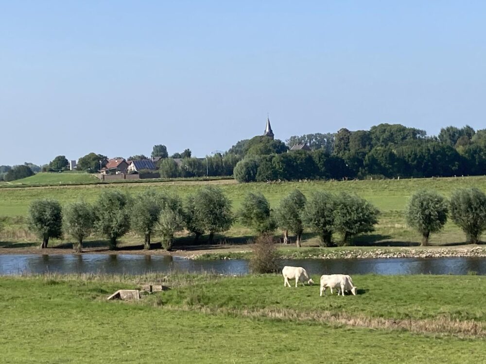 Zwei weiße Kühe grasen auf einer grünen Wiese vor einem Fluss, dahinter eine Reihe kleiner Bäume und ein Dorf mit Kirchturm.