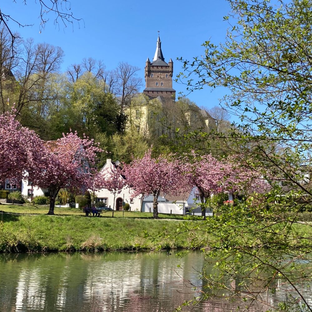 Die Schwanenburg thront über einer Landschaft mit blühenden Kirschbäumen. Im Vordergrund spiegelt sich das Wasser eines ruhigen Gewässers.