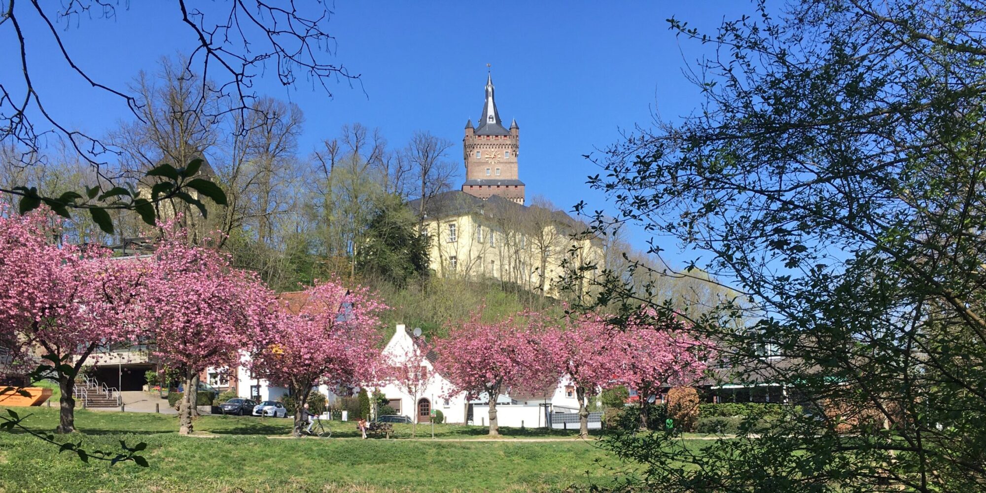 Blick auf die Schwanenburg mit Kirschblüten im Vordergrund. Der Turm der Burg ist sichtbar, umgeben von Bäumen und einem ruhigen Gewässer.