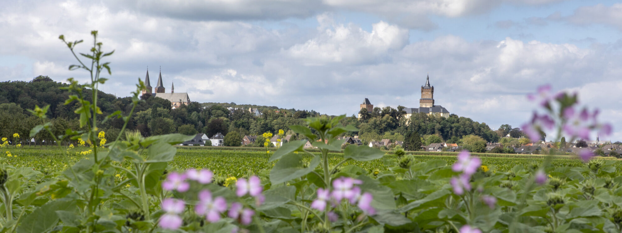 Lila Blüten im Vordergrund, dahinter grüne Wiesen und auf einem Hügel die Schwanenburg mit Türmen unter bewölktem Himmel.