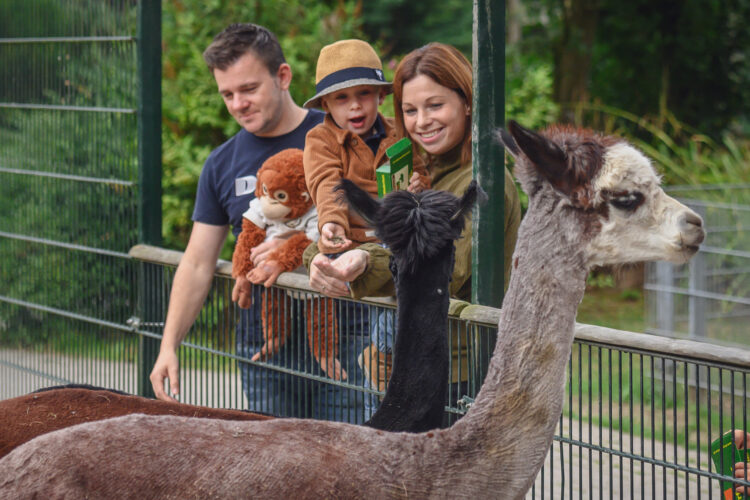 zwei Erwachsene und ein Kind füttern Tiere im Tiergarten Kleve