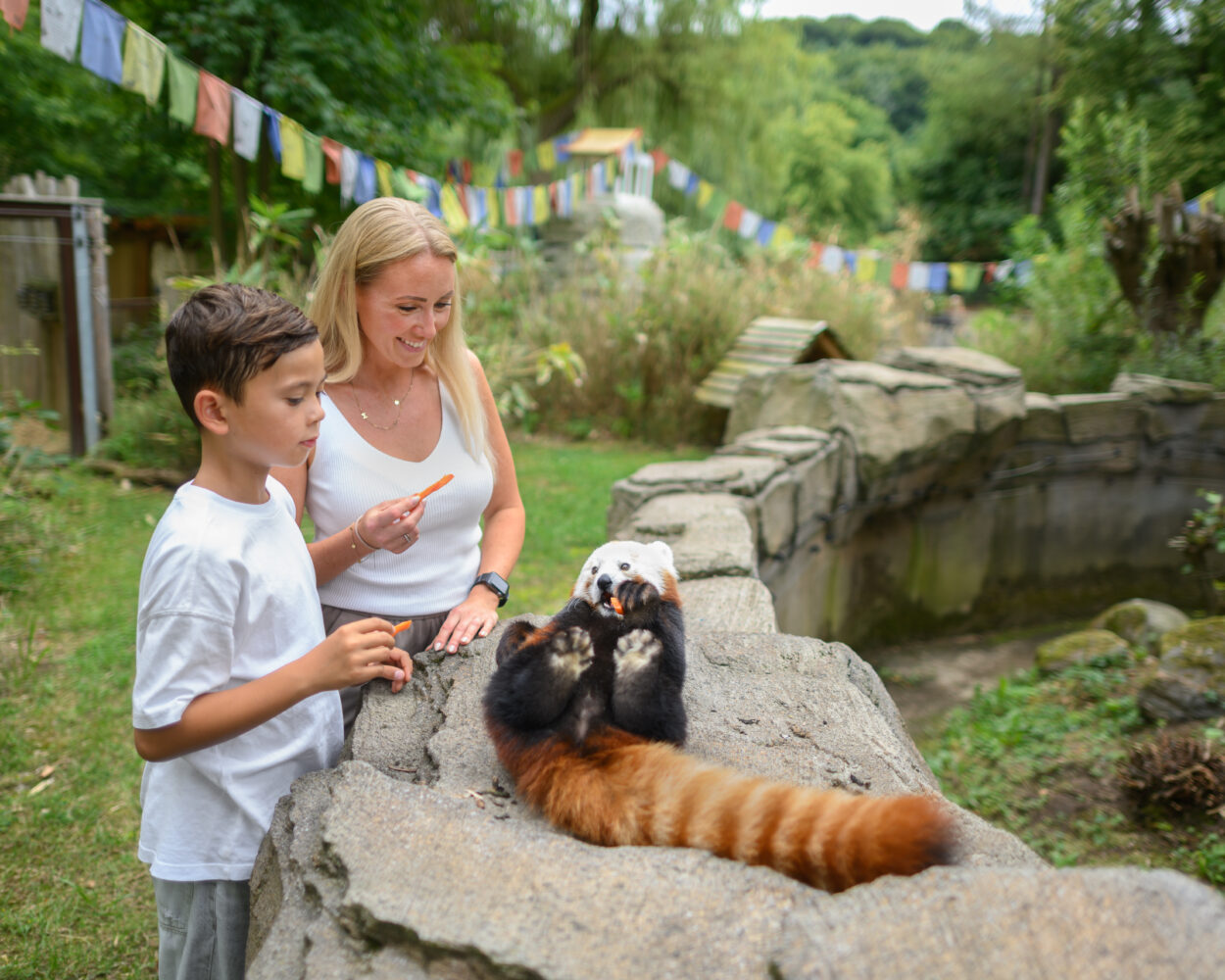 Ein Kind und eine Frau stehen an einem Stein, während ein roter Panda mit einem langen, gestreiften Schwanz auf dem Stein sitzt. Im Hintergrund vom Tiergarten Kleve sind grüne Bäume und bunte Gebetsfahnen sichtbar.
