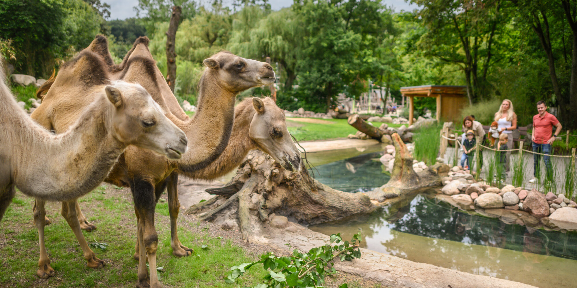 Drei Dromedare stehen am Ufer eines Teiches im Tiergarten. Im Hintergrund sind Besucher zu sehen, die die Tiere beobachten. Bäume und Sträucher umgeben die Szene.
