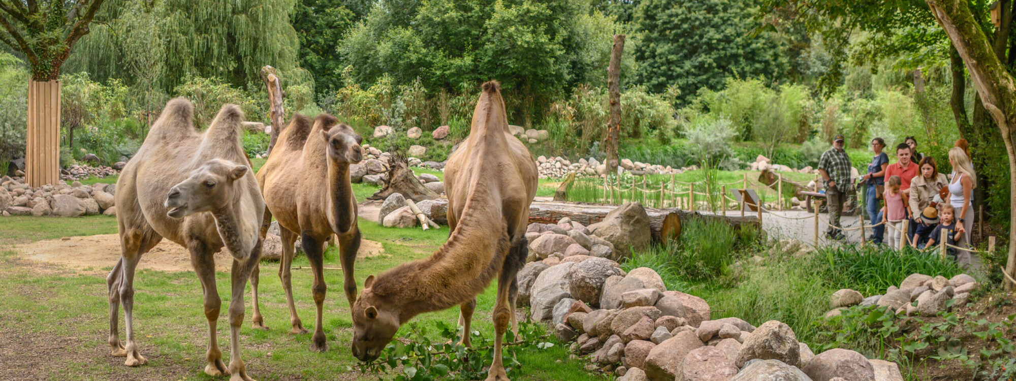 Drei Dromedare fressen Gras in einem Tiergarten, umgeben von Bäumen und Steinen. Im Hintergrund stehen mehrere Personen und beobachten die Tiere.