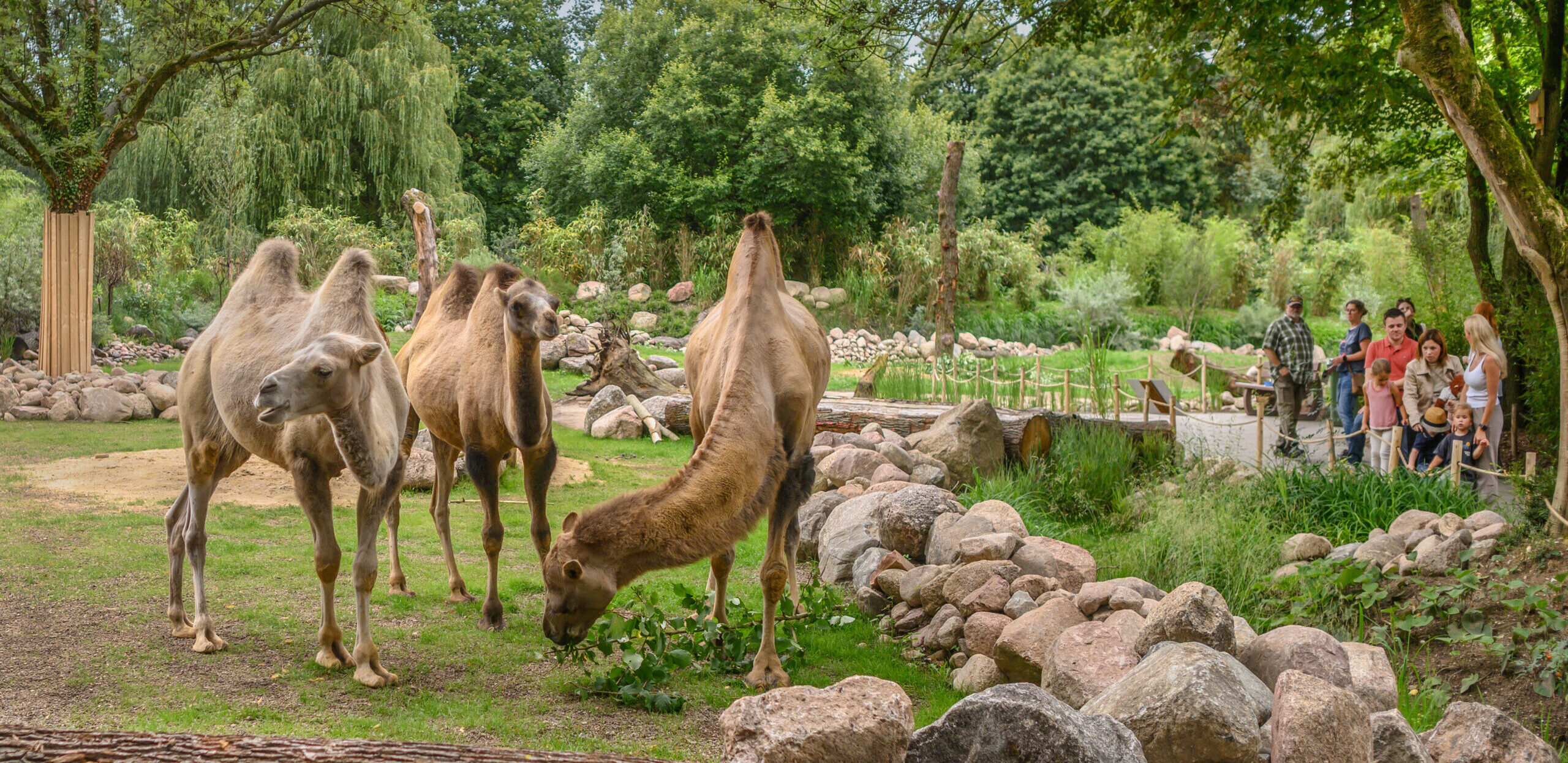 Drei Dromedare fressen Gras in einem Tiergarten, umgeben von Bäumen und Steinen. Im Hintergrund stehen mehrere Personen und beobachten die Tiere.