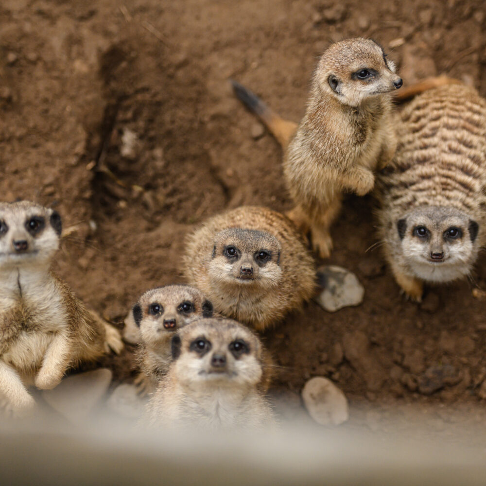 Fünf Erdmännchen stehen aufrecht und sitzen auf dem Boden. Sie haben braunes Fell mit gestreiften Rücken und schauen in die Kamera.
