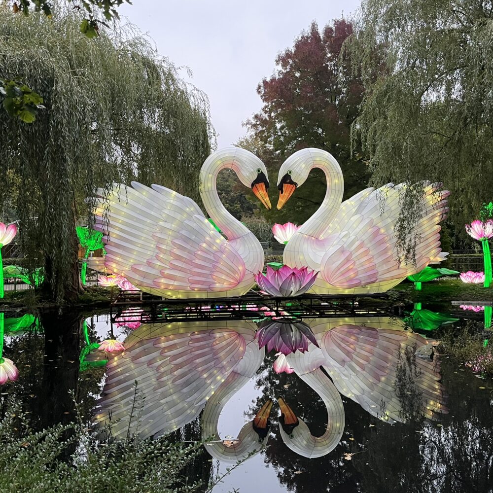 Zwei beleuchtete große Schwan-Skulpturen